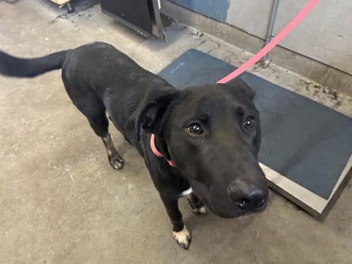 Photo of Dean, adoptable Labrador Retriever in Camarillo, California