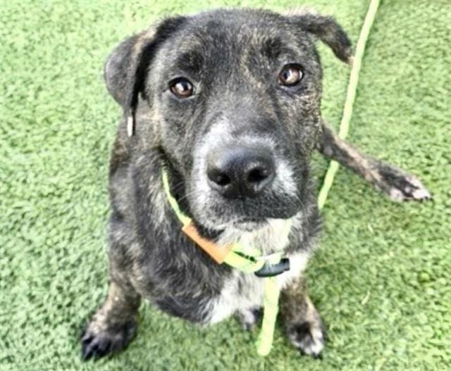 Photo of Martha, adoptable Plott Hound mix in Houston, Texas