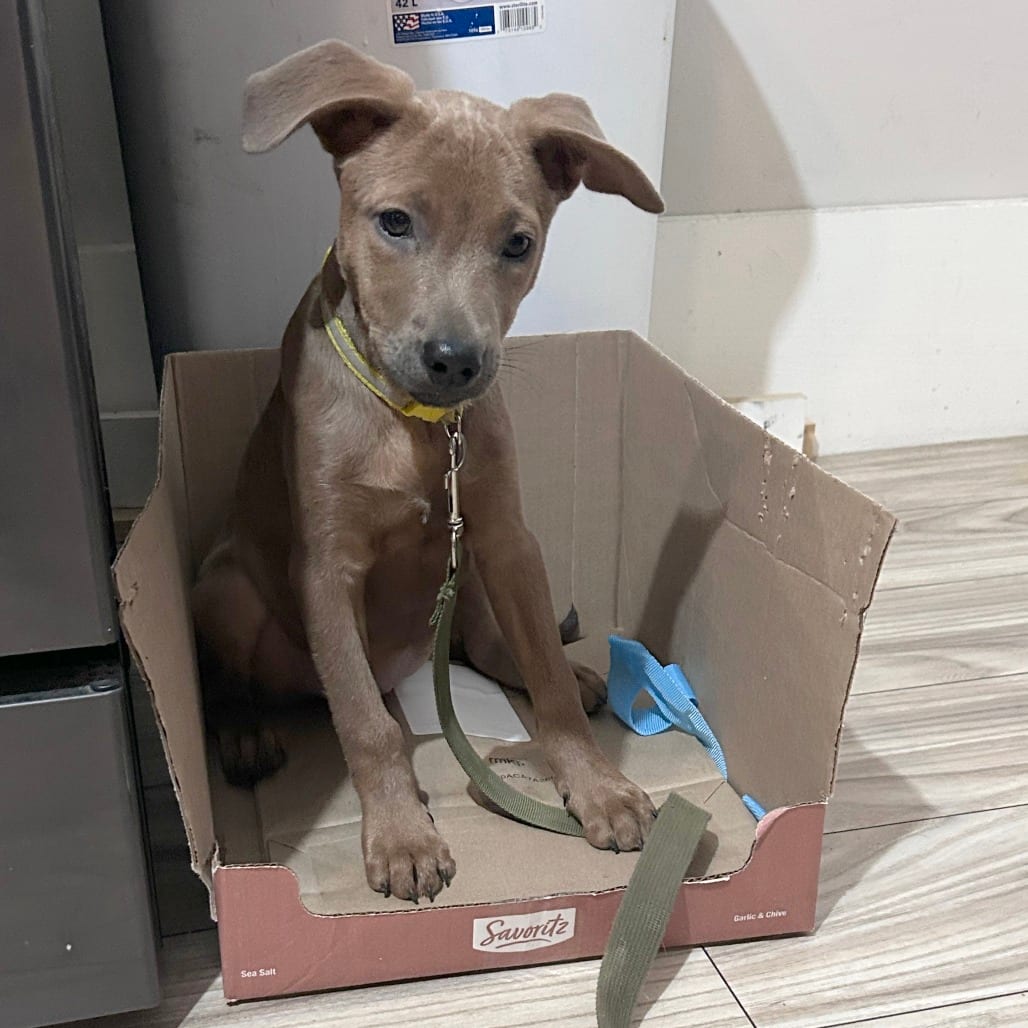 Photo of Coco-Nut, adoptable Mixed Breed (Medium) in St. Louis, Missouri