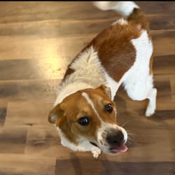 Photo of Ricko, adoptable Border Collie Labrador Retriever in Winchester, Virginia