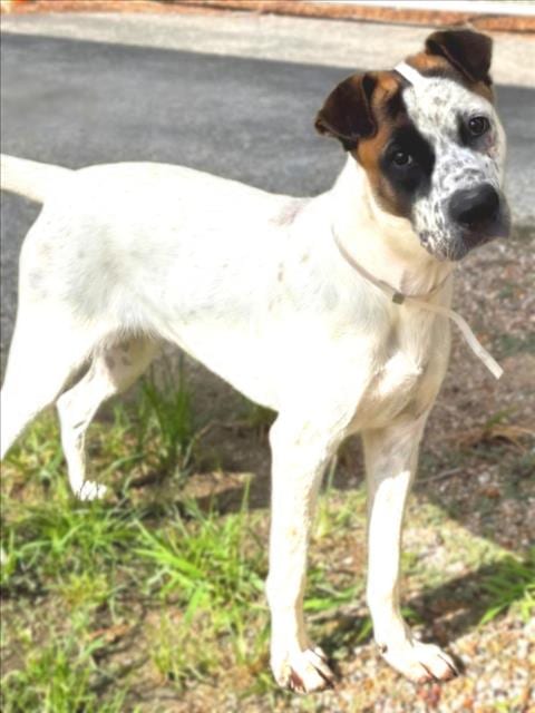 Photo of Brigitte, adoptable Australian Cattle Dog/Blue Heeler in Houston, Texas