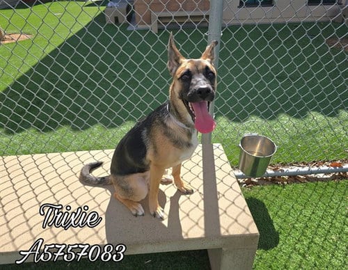 Photo of Trixie, adoptable German Shepherd Dog in Castaic, California