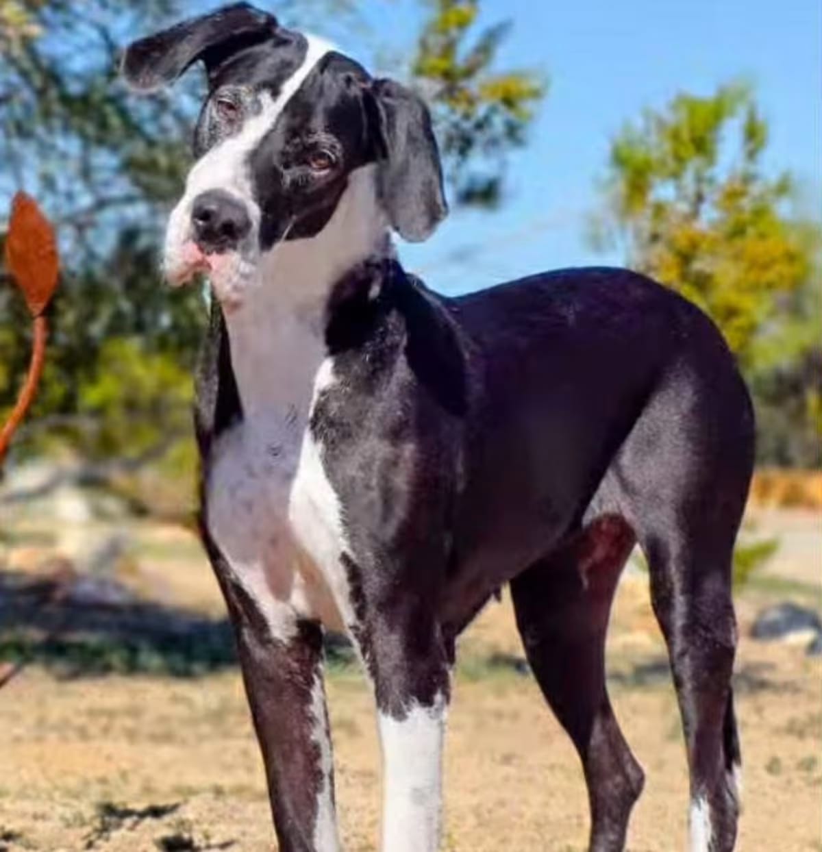 Photo of Millie, adoptable Great Dane in Tehachapi, California