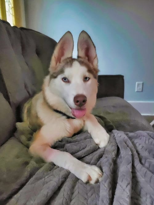 Photo of Jinx, adoptable Husky in Raleigh, North Carolina