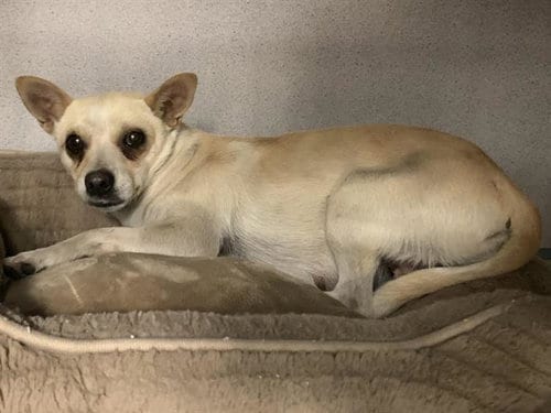 Photo of Siesta, adoptable Chihuahua in Sacramento, California