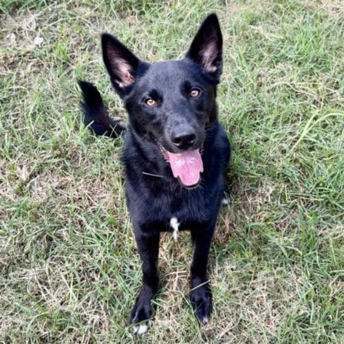 Photo of Selena, adoptable German Shepherd Dog in Houston, Texas