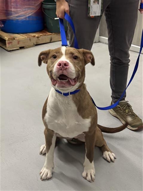 Photo of Isabella, adoptable Pit Bull Terrier in Boston, Massachusetts
