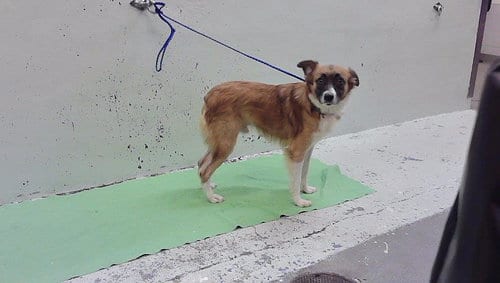 Photo of Chesnut, adoptable Australian Shepherd in Houston, Texas