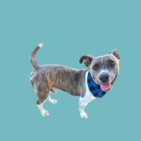 Photo of Hammy, adoptable Pit Bull Terrier in Bakersfield, California