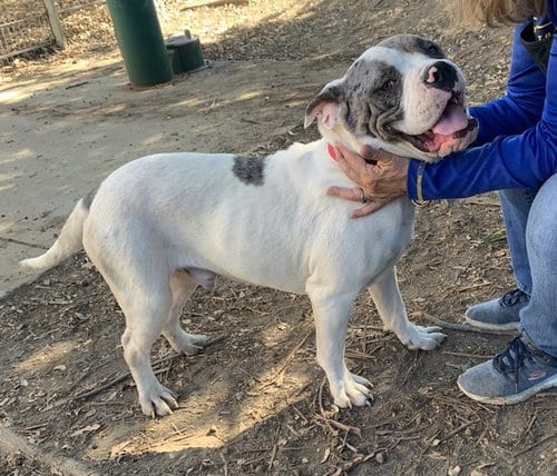 Photo of Kickbox, adoptable Mastiff in Martinez, California