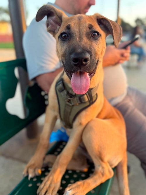 Photo of Venus, adoptable German Shepherd Dog in Mission Viejo, California
