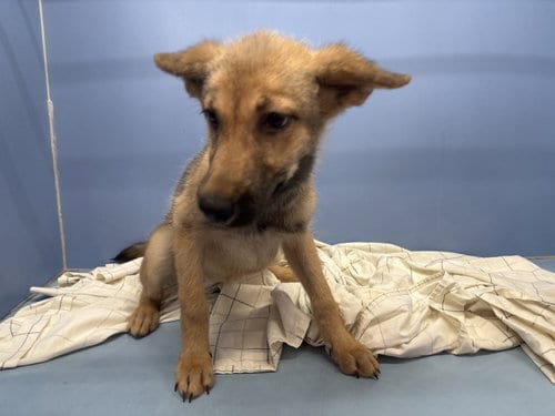 Photo of Genie, adoptable German Shepherd Dog in San Bernardino, California