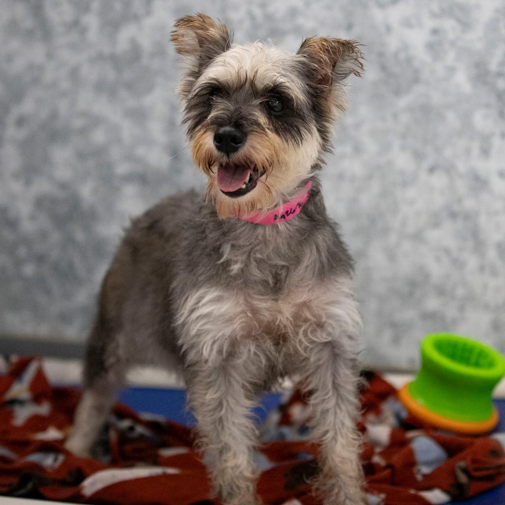 Photo of Jenna (AG26-76), adoptable Schnauzer, Miniature in Colorado Springs, Colorado