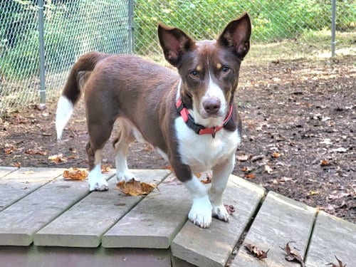 Photo of Paskal, adoptable Corgi in Ellijay, Georgia