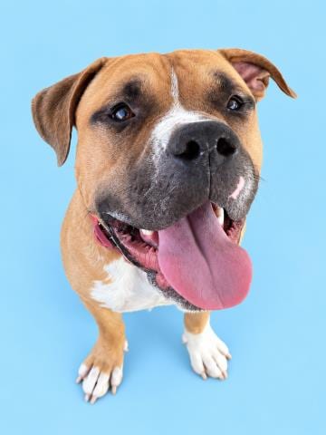 Photo of Rockefeller, adoptable Staffordshire Bull Terrier in HESPERIA, California