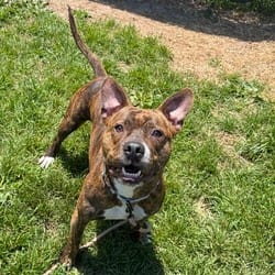 Photo of Volt, adoptable Terrier (Unknown Type, Medium) in Syracuse, New York