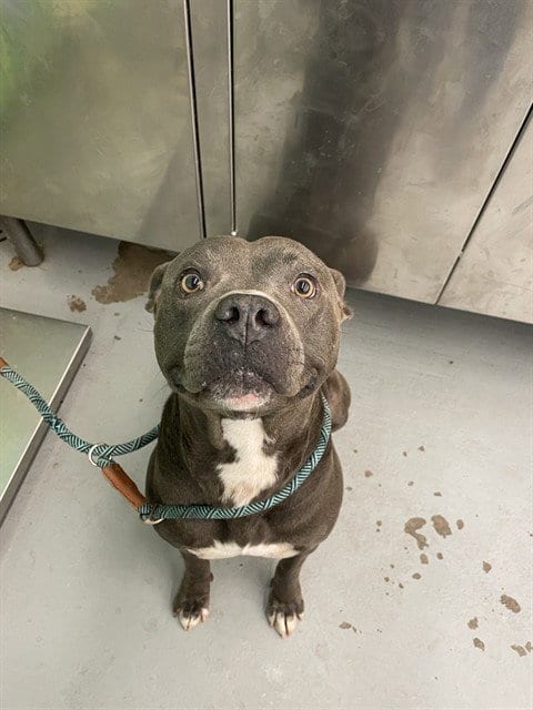 Photo of Rembrandt, adoptable American Staffordshire Terrier in Waco, Texas