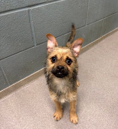 Photo of Petey- scruffy yorkie boy, adoptable Yorkshire Terrier Yorkie in Oakhurst, New Jersey