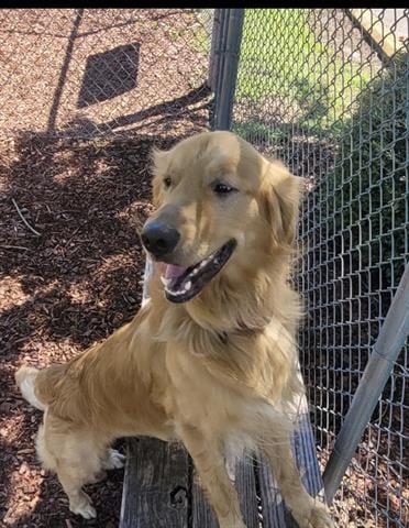 Photo of Ares, adoptable Golden Retriever in Panama City, Florida