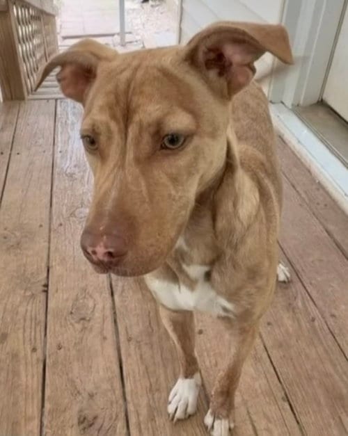 Photo of Little Man, adoptable Bulldog in Tarrytown, Georgia