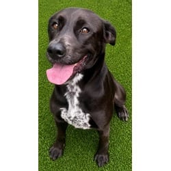 Photo of Willow, adoptable Labrador Retriever in Texas City, Texas