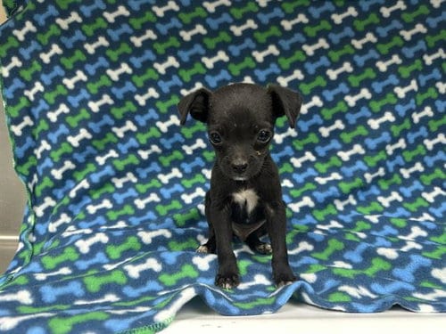 Photo of A127947, adoptable Chihuahua in HESPERIA, California