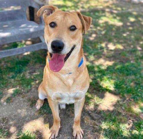 Photo of Mr. Bill, adoptable Pit Bull Terrier in Riverside, California