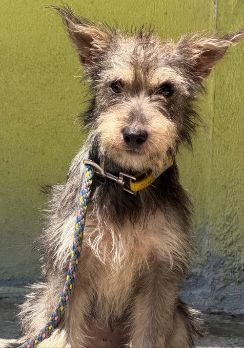 Photo of Frida, adoptable Australian Terrier in San Diego, California