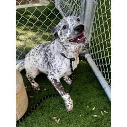 Photo of Spot, adoptable Australian Cattle Dog in Chatsworth, California