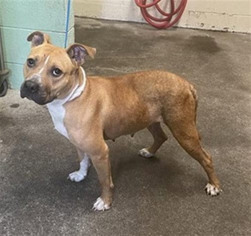 Photo of Lola, adoptable Pit Bull Terrier in Sacramento, California