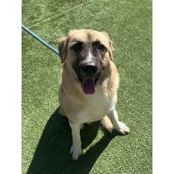 Photo of Goldilocks, adoptable Anatolian Shepherd in San Antonio, Texas