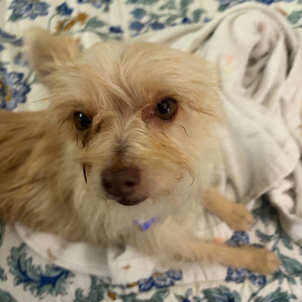 Photo of Nacho, adoptable Mixed Breed (Small) in San Francisco, California