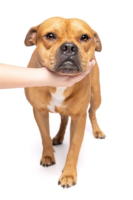 Photo of Oliver, adoptable Staff Bull Terr mix in Miami, Florida
