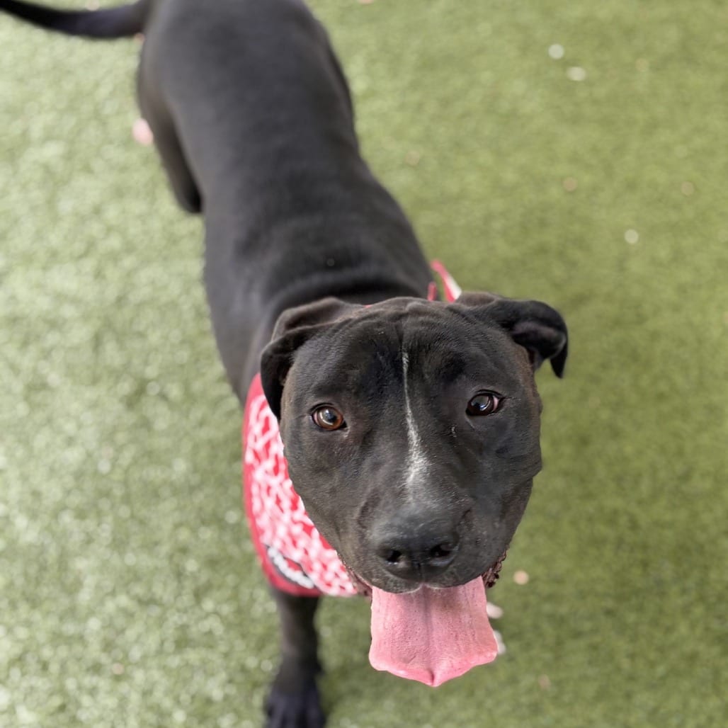 Photo of Calli, adoptable Terrier, Pit Bull in Greensboro, North Carolina