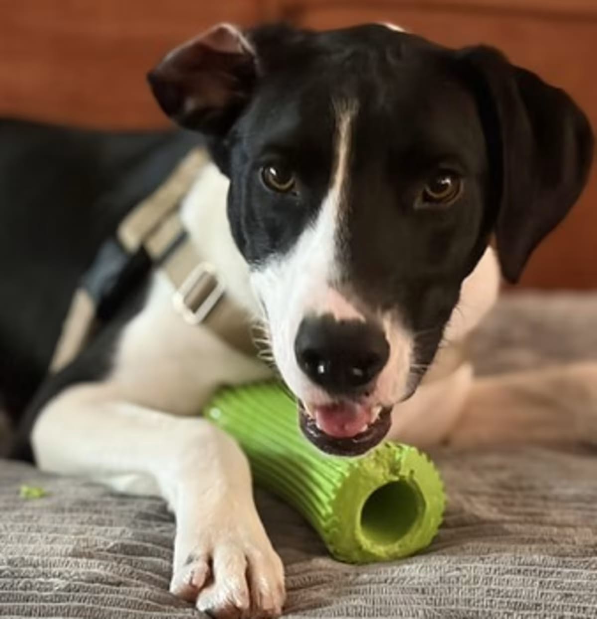 Photo of Johnny, adoptable Mutt in New York, New York