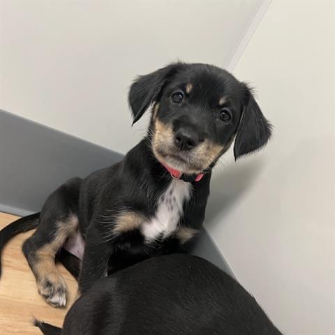Photo of Pepa, adoptable Golden Retriever in San Martin, California