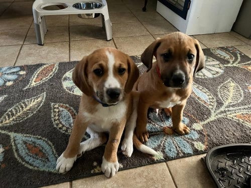 Photo of Dave and Jeff, adoptable Unknown breed / mixed in FRAMINGHAM, Massachusetts