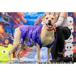 Photo of Ranger, adoptable Mixed Breed (Medium) in West Palm Beach, Florida