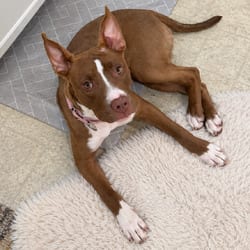 Photo of 1021 (2026) Kayla, adoptable Mixed Breed (Medium) in Parker, Colorado