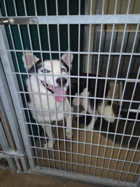 Photo of Bill Furry, adoptable Husky in Texas City, Texas