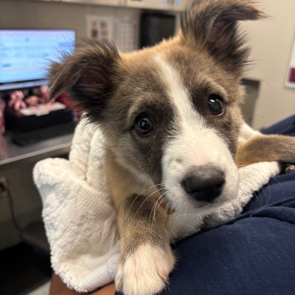 Photo of Buffy, adoptable Collie in Spartanburg, South Carolina