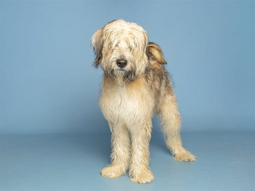 Photo of Chase, adoptable Irish Wolfhound in Phoenix, Arizona