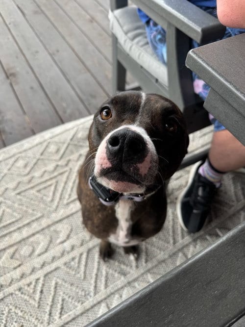Photo of Charlie, adoptable Unknown breed (short coat) in Fort Collins, Colorado