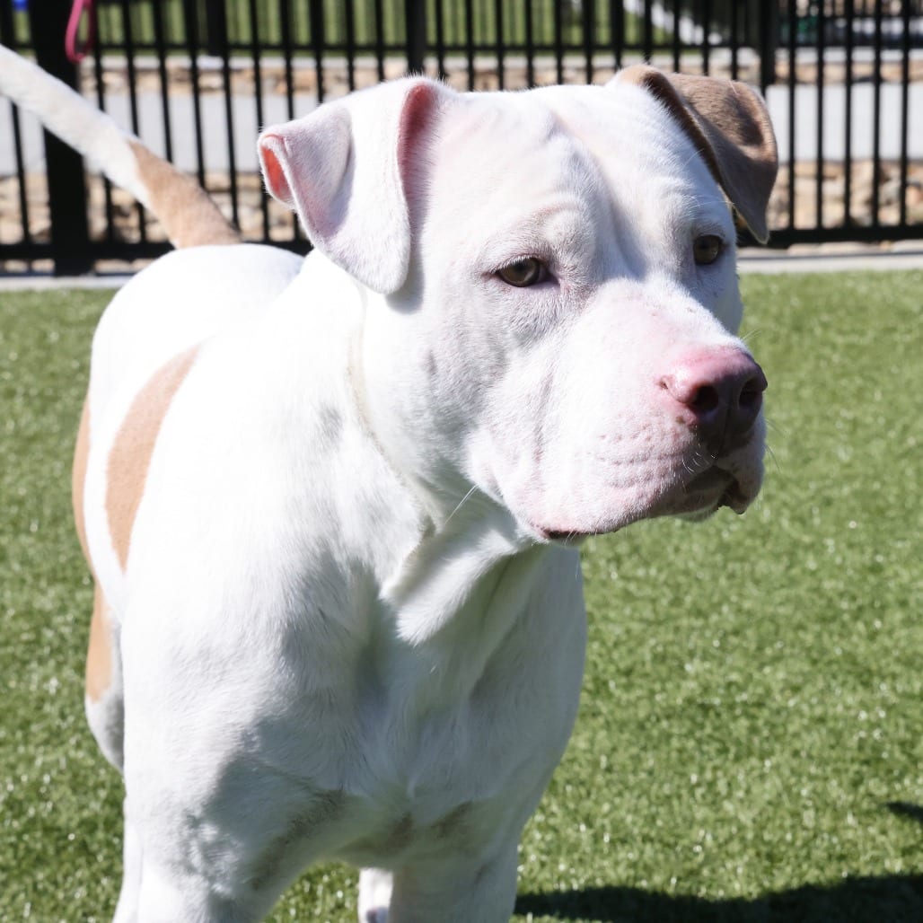 Photo of Snoot Dog, adoptable Terrier, American Staffordshire in Spartanburg, South Carolina