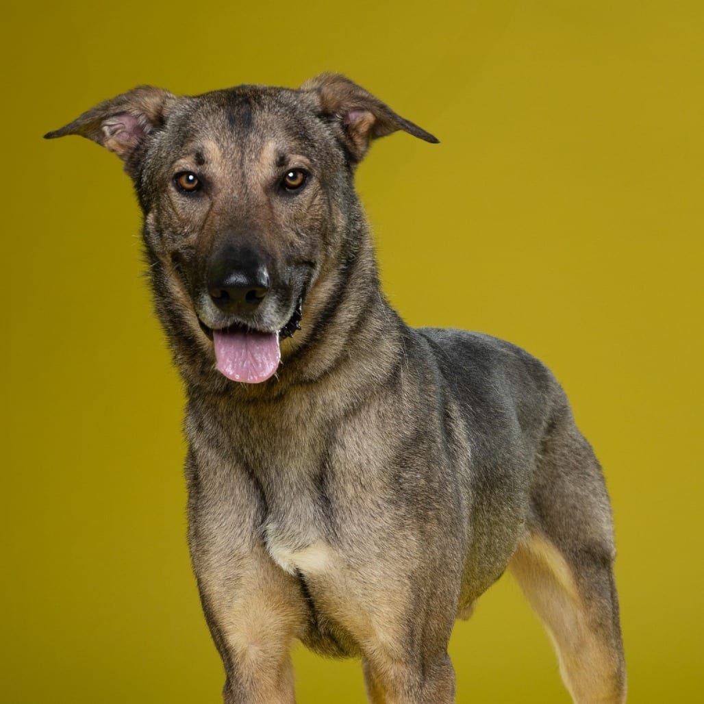 Photo of Artie, adoptable Shepherd / Mixed Breed (Large) in Dallas, Texas