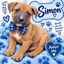 Photo of Simon, adoptable Mixed Breed (Medium) in Albany, New York