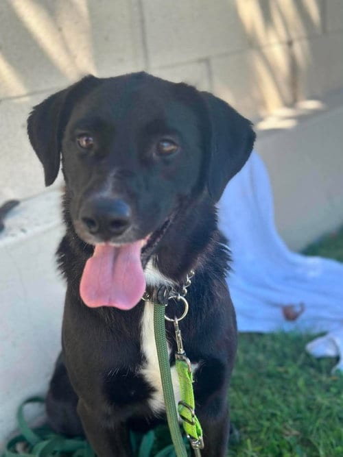 Photo of Osa, adoptable Labrador Retriever in San Diego, California