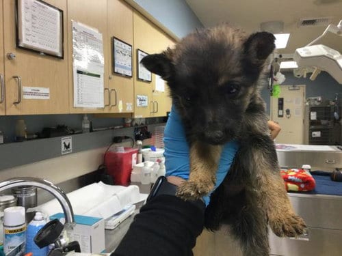 Photo of Bear, adoptable German Shepherd Dog in Riverside, California