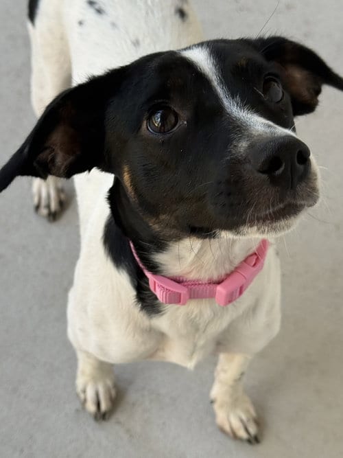Photo of Oreo, adoptable Jack Russell Terrier in Forest Hill, Maryland