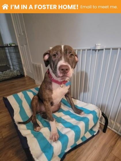 Photo of Baloo, adoptable dog in Baltimore, Maryland